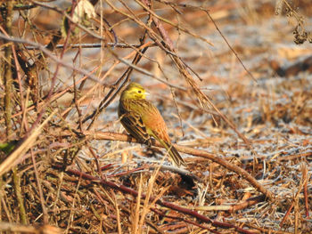 Bird perching on branch