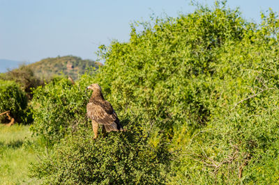 Bird perching on a tree