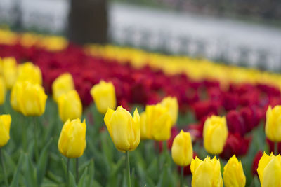 Close-up of yellow tulips