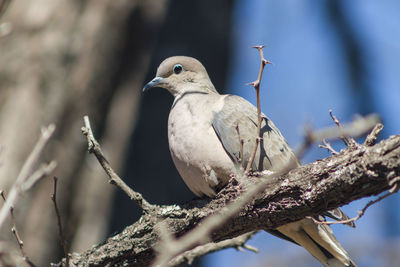 Low angle view of bird perching on branch