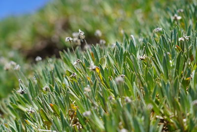 Close-up of flowering plants on land