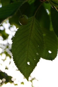 Close-up of fresh green leaves on plant