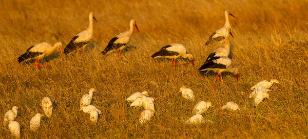 Birds on grass