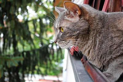 Close-up of a cat looking away