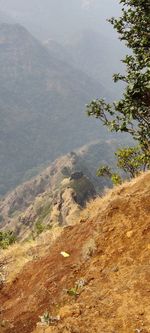 High angle view of trees on mountain