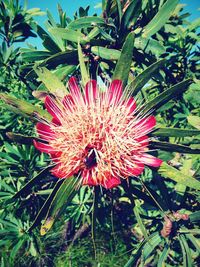 Close-up of flower