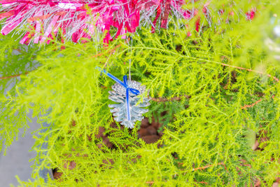 High angle view of purple flower