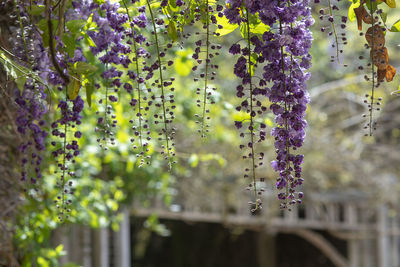 Close-up of purple flowering plants