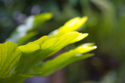Close-up of yellow flowering plant