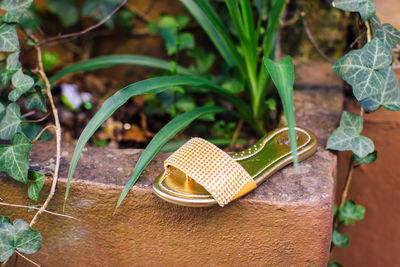 High angle view of shoes on plant