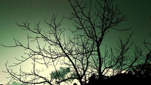 Low angle view of silhouette tree against sky