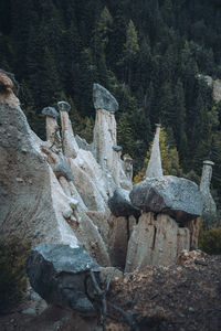 Stone wall by trees in forest