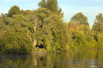 Scenic view of lake in forest against sky