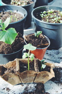 Full frame shot of potted plant