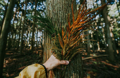 Low angle view of hand on tree trunk