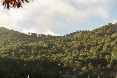 Scenic view of trees and mountains against sky