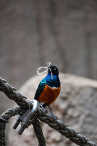 Close-up of bird perching on branch