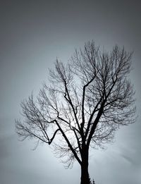 Low angle view of bare tree against sky