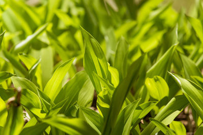 Fresh leaves of the lily of the valley in spring