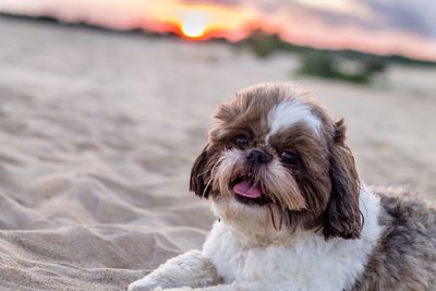 Close-up portrait of dog at beach against sky