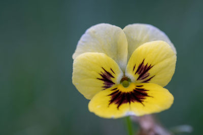 Close-up of yellow flowering plant