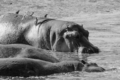 Horse swimming in lake