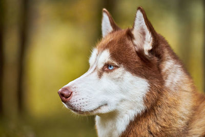 Siberian husky dog portrait close up, siberian husky head side view, sled dog breed