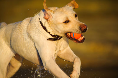 Yellow labrador retriever carrying ball in mouth while running