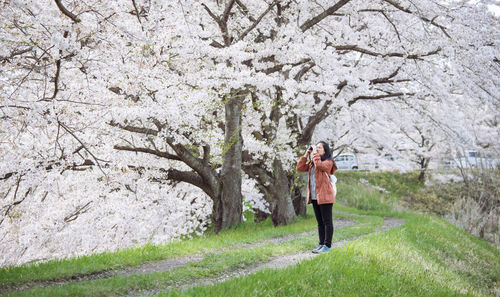 Full length of woman standing by cherry tree at park