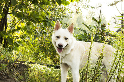 Portrait of dog