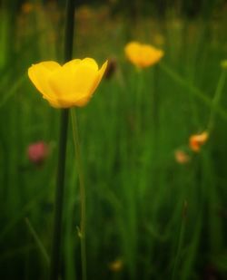 Close-up of yellow flowers blooming in field