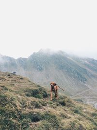 Dog standing on mountain against sky