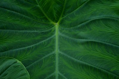Full frame shot of green leaves