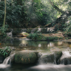 Scenic view of waterfall in forest