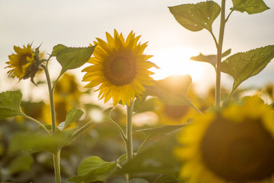 Close-up of yellow flowering plant