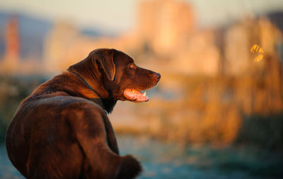 Close-up of dog in water