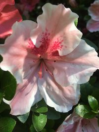 Close-up of pink flower