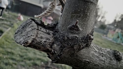 Close-up of tree trunk