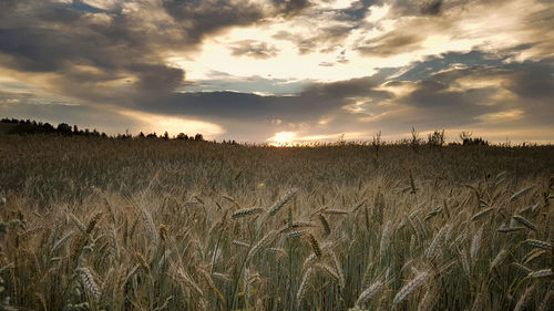 Scenic view of wheat field against sky