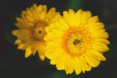 Close-up of yellow flower