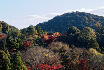 Plants growing on land against sky during autumn