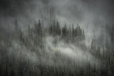 Scenic view of fog over trees