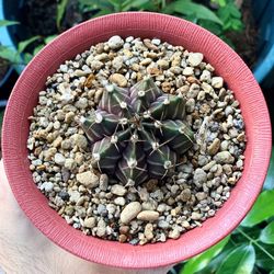 Directly above shot of potted plant in container