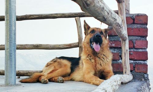 Portraits- happy dog sitting on a porch