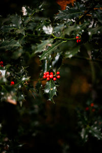 Red berries growing on tree