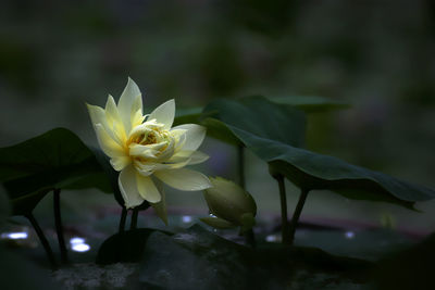 Close-up of white flowering plant