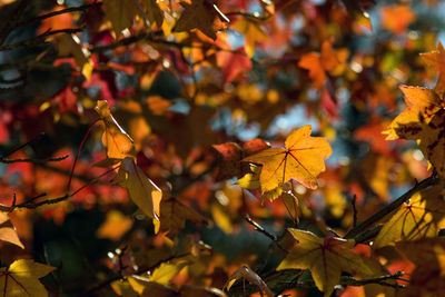 Close-up of maple leaves