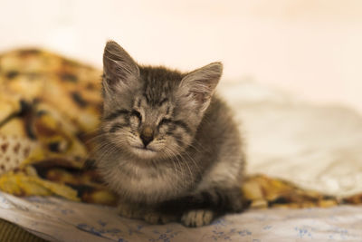 Close-up of kitten on bed