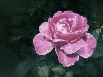 Close-up of wet pink flower blooming outdoors