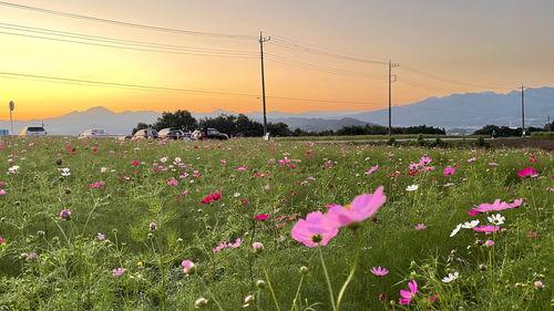 Pink flowering plants on field against sky during sunset